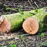 Inversión de madera en Centroamérica
