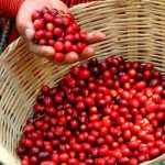 Café en Guatemala