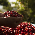 café de Guatemala recién cosechado