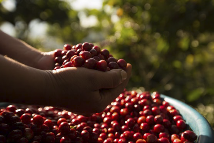 café de Guatemala recién cosechado