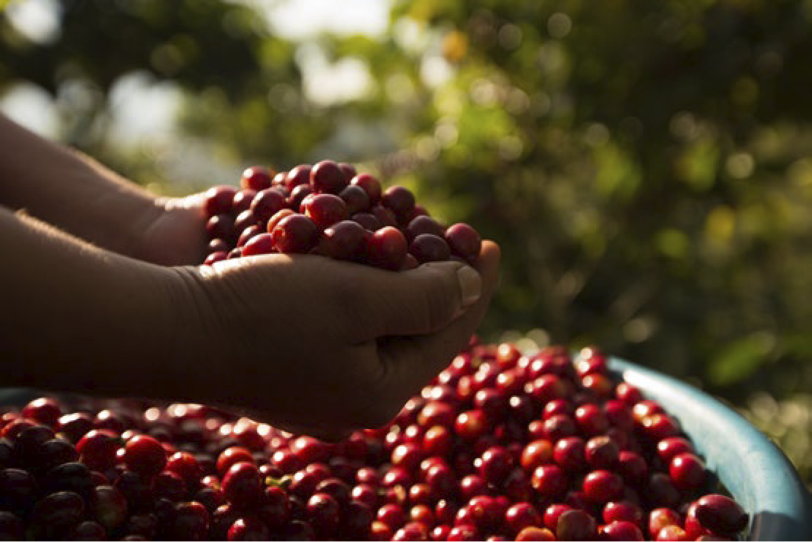 Las variedades de cultivos de café
