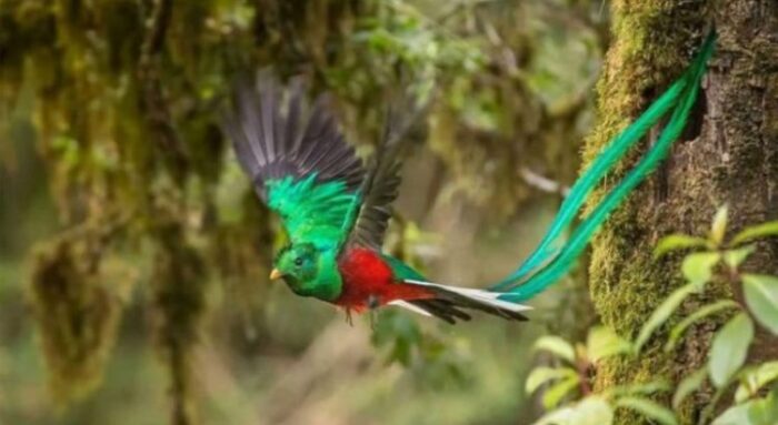 Las biodiversidad en Guatemala