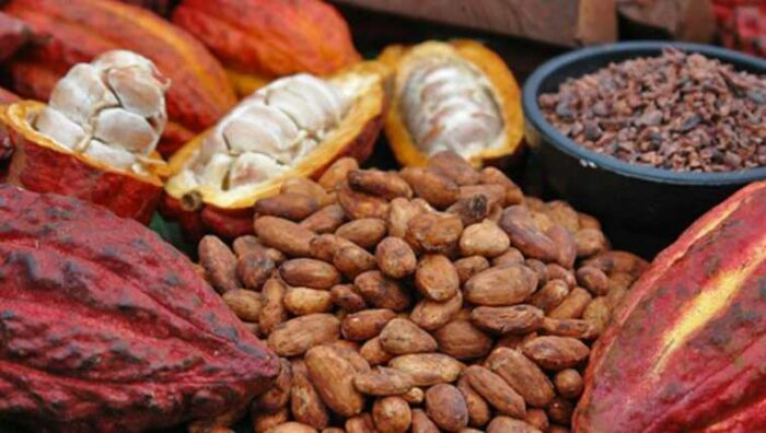 Detrás del cacao guatemalteco