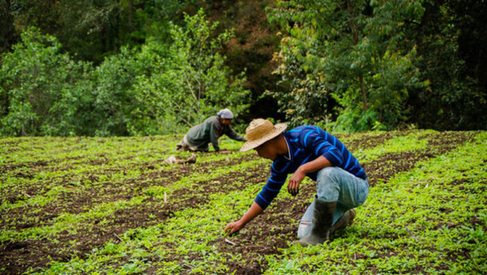 Agricultura en Guate
