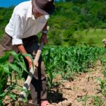 Agricultura en Guate