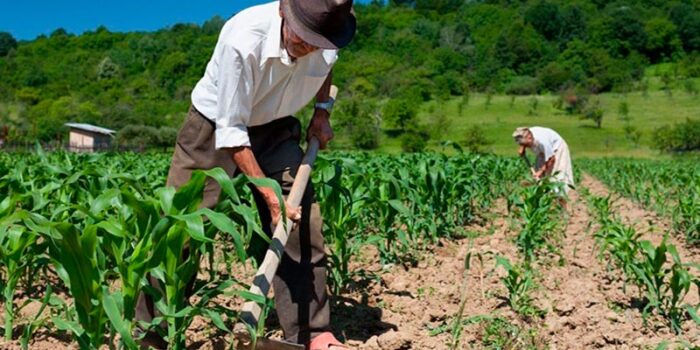 Agricultura en Guate