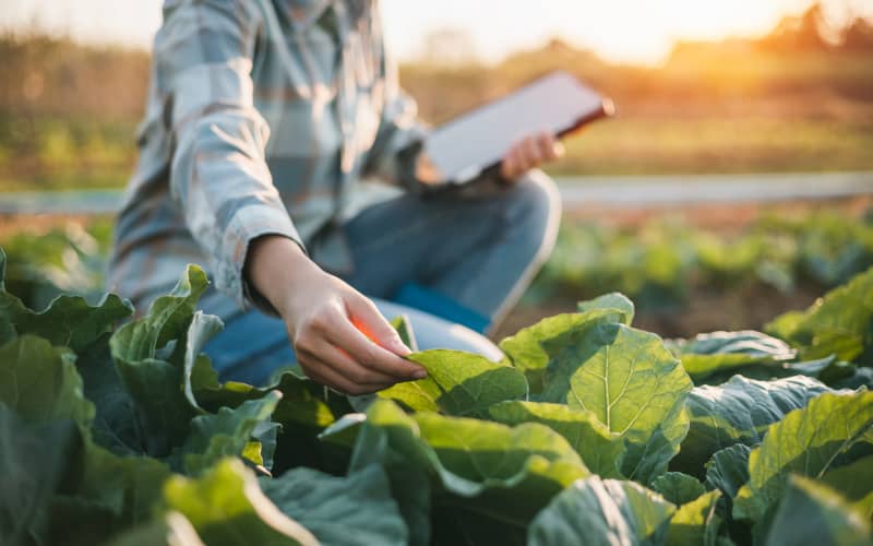 Emprendimiento Social en la Industria Alimentaria