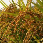 alimentos frescos