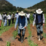 Por qué las cooperativas comunitarias son una alternativa al desarrollo del campo