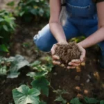 Agricultura regenerativa
