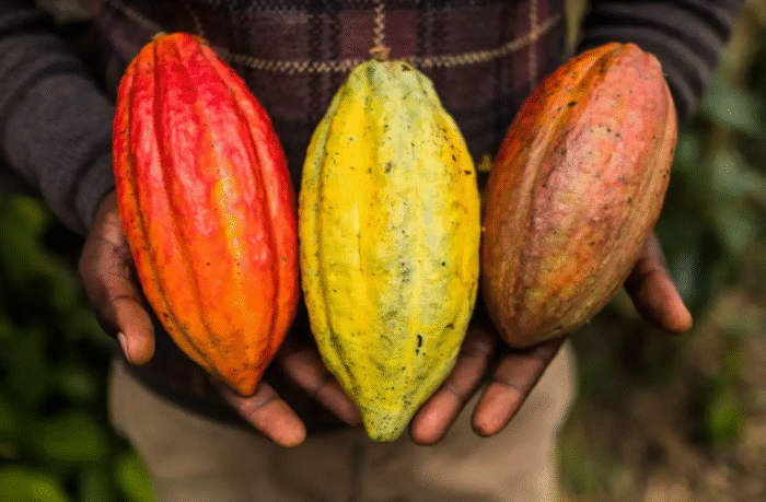 El papel del cacao artesanal en la economía local