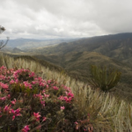 Corredores biológicos que conectan ecosistemas en Guatemala